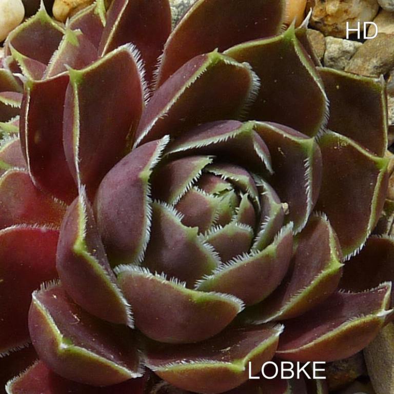 Lobke / Jovi