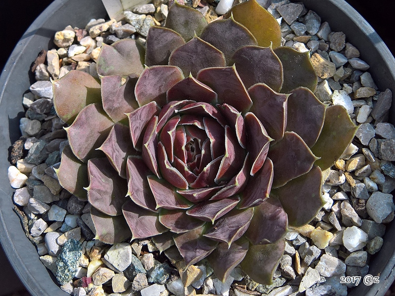 Korspel Red Rose / Jovi