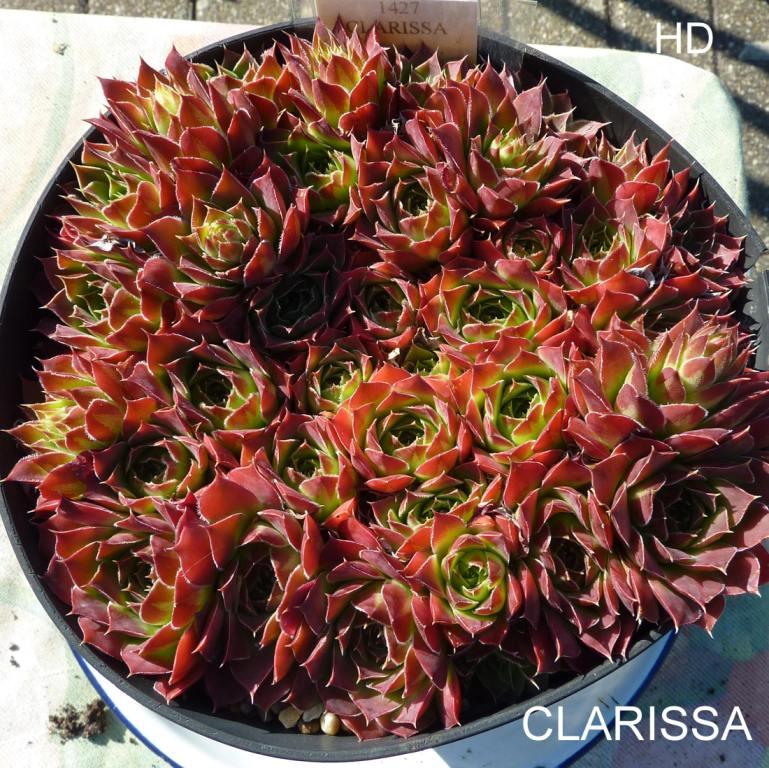 Clarissa / Jovi