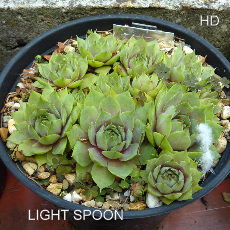 Light Spoon