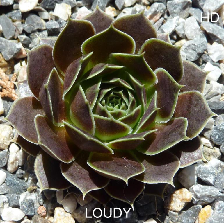 Loudy / Jovi