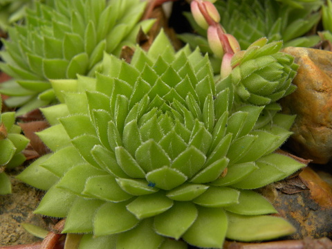 marmoreum ssp. reginae-amaliae (macedonicum) from Ljuboten