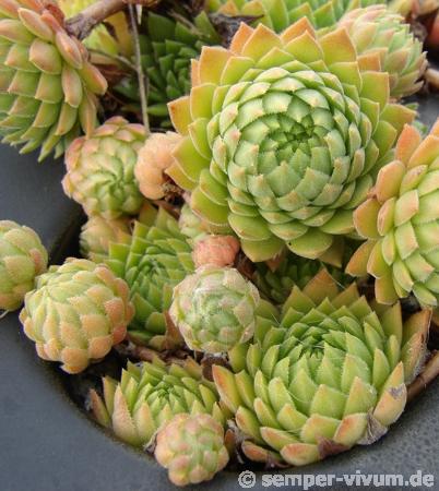 marmoreum ssp. reginae-amaliae (macedonicum) from Mts. Vardousia