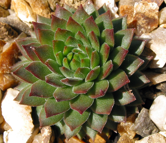marmoreum ssp. reginae-amaliae (macedonicum) from Ljuboten