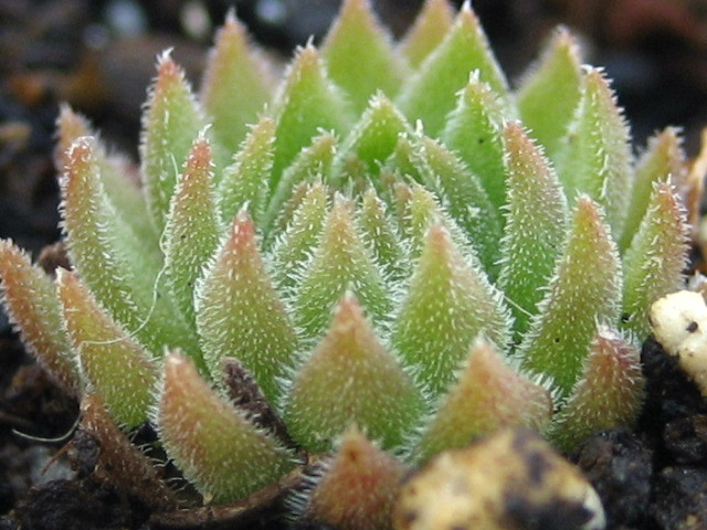 marmoreum ssp. reginae-amaliae (macedonicum)