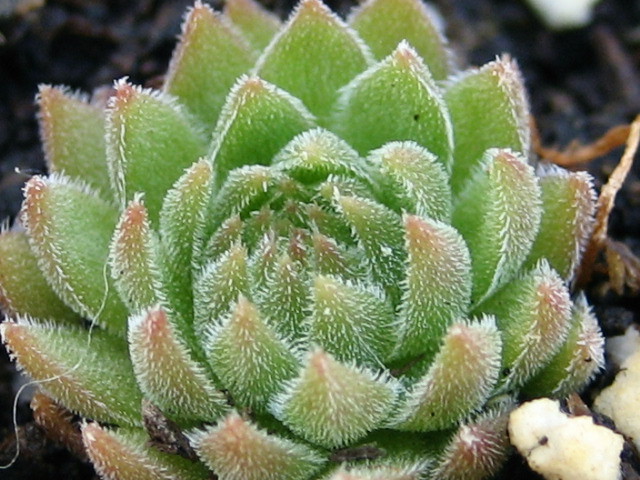 marmoreum ssp. reginae-amaliae (macedonicum)