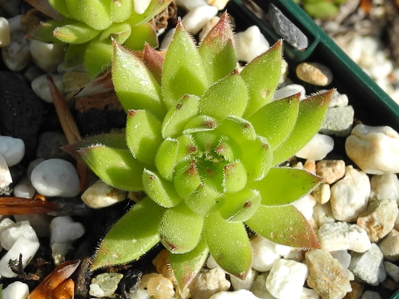 marmoreum ssp. reginae-amaliae (macedonicum) from Ljuboten