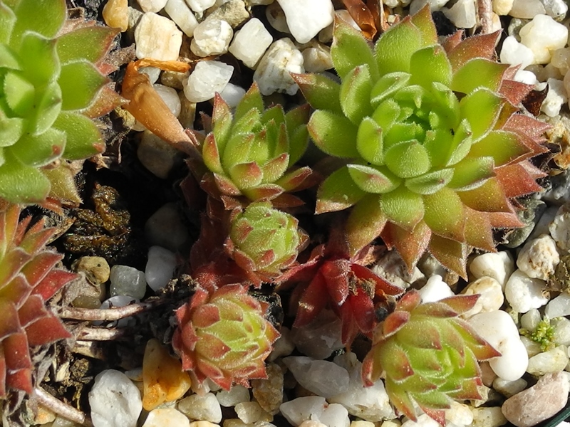marmoreum ssp. reginae-amaliae (macedonicum) from Stogovo planina