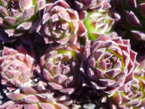 marmoreum ssp. marmoreum (blandum)