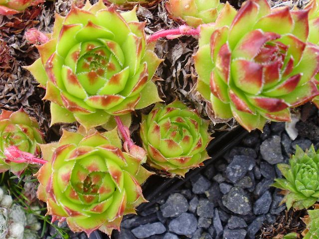 marmoreum ssp. marmoreum (balcanicum)