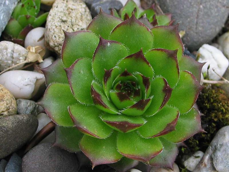 marmoreum ssp. marmoreum (balcanicum)