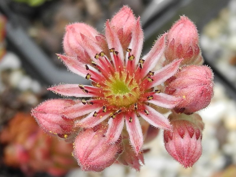 marmoreum ssp. marmoreum (dinaricum)