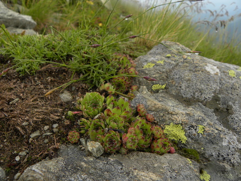 marmoreum ssp. marmoreum (balcanicum) from Mara Gidik