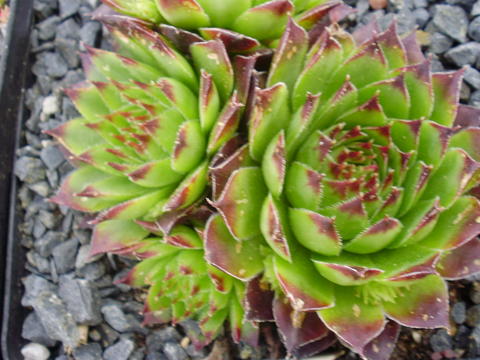 marmoreum ssp. marmoreum (schlehanii)