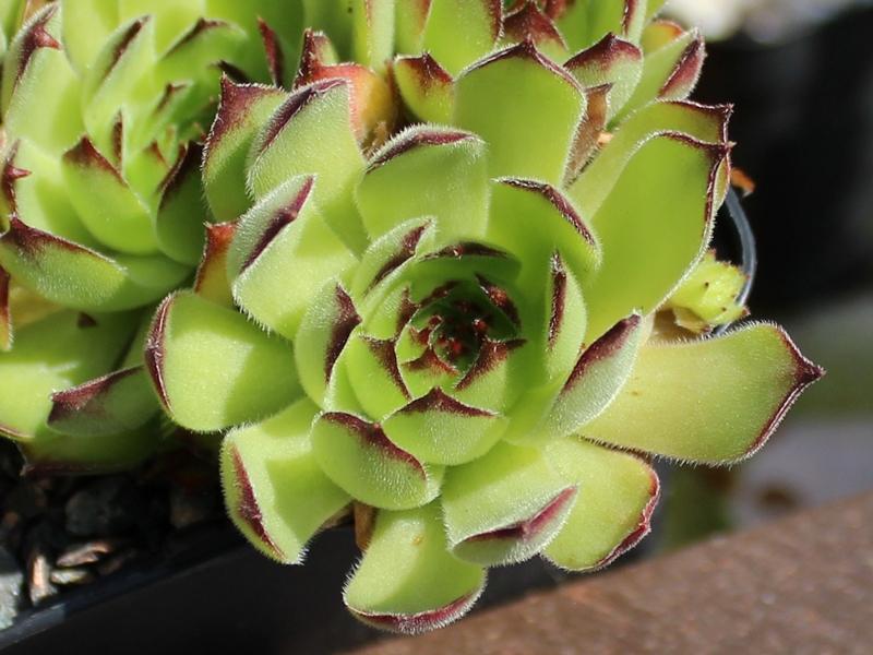 marmoreum ssp. matricum