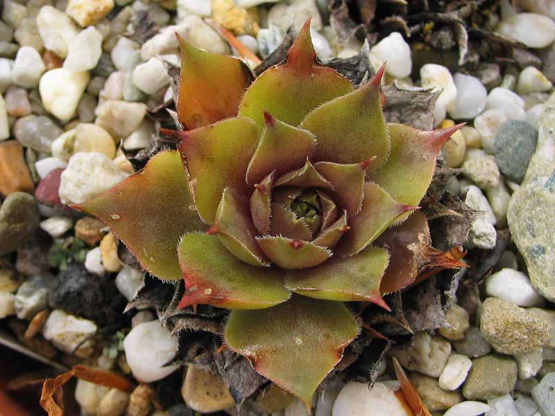 marmoreum ssp. ballsii (auratum)