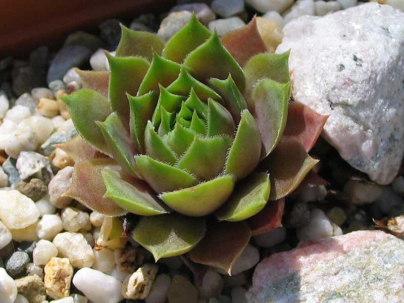marmoreum ssp. ballsii (auratum)