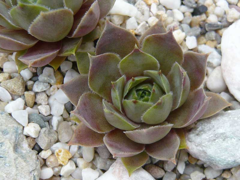 marmoreum ssp. ballsii (auratum)