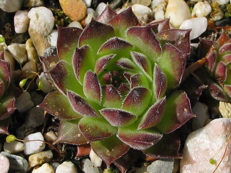 marmoreum ssp. marmoreum (blandum)