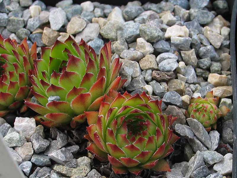 marmoreum ssp. marmoreum (dinaricum)