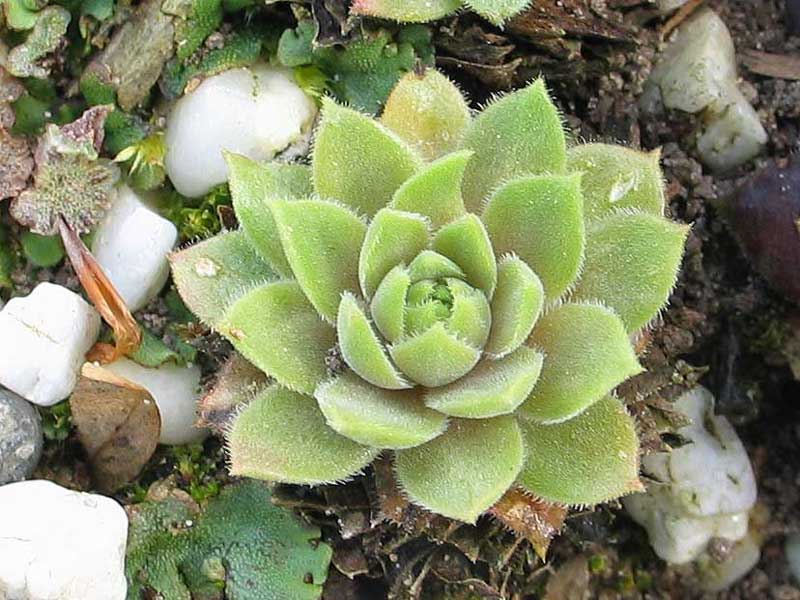 marmoreum ssp. erythraeum from Yondol
