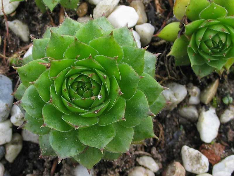 marmoreum ssp. marmoreum (balcanicum)