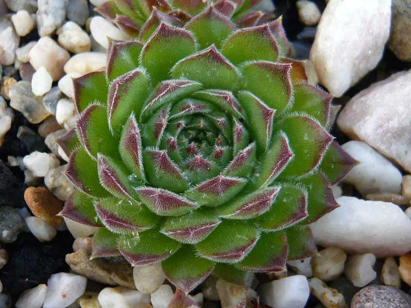 marmoreum ssp. marmoreum (blandum)