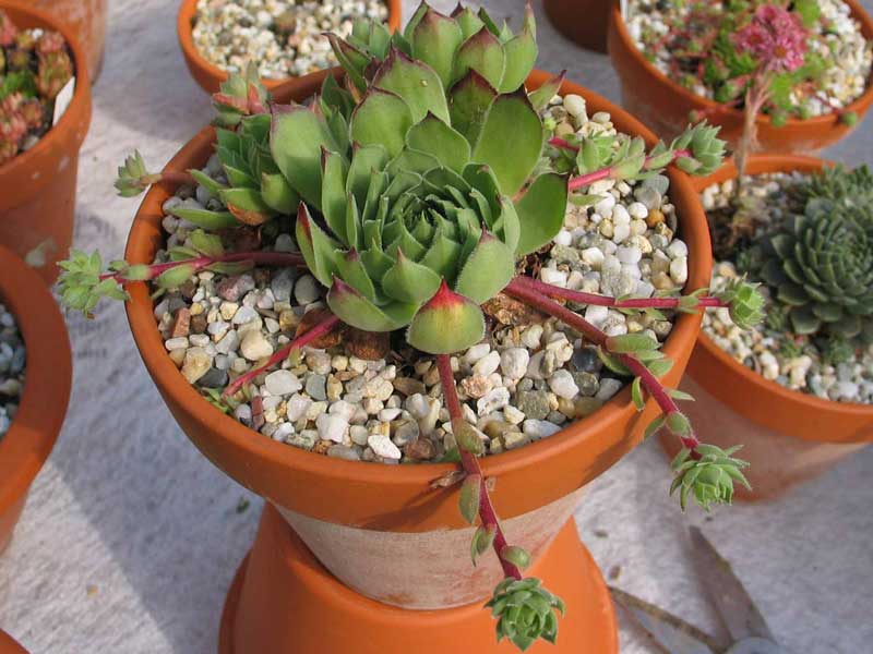 marmoreum ssp. matricum from Füzér