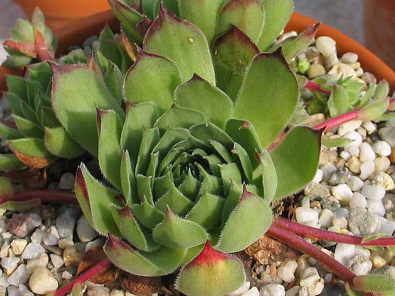 marmoreum ssp. matricum from Füzér