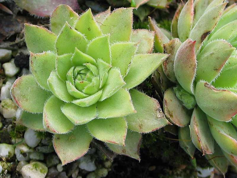marmoreum ssp. reginae-amaliae from Mavri Petri