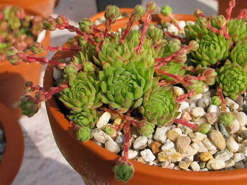marmoreum ssp. reginae-amaliae (macedonicum) from Pepeljak