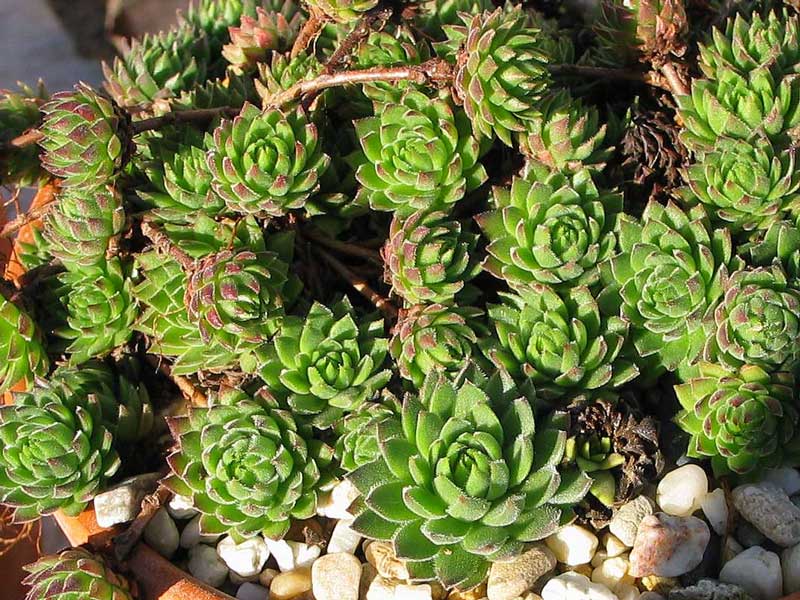 marmoreum ssp. reginae-amaliae (macedonicum) from Pepeljak