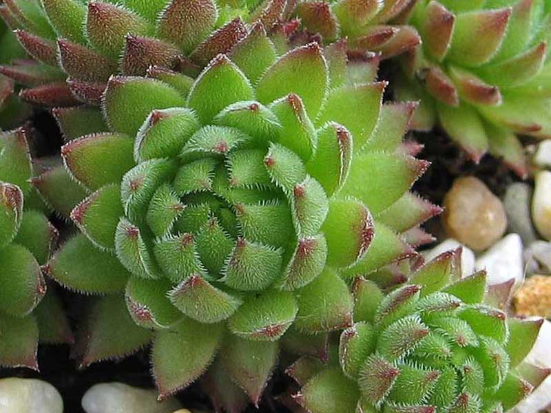 marmoreum ssp. reginae-amaliae (macedonicum) from Pepeljak