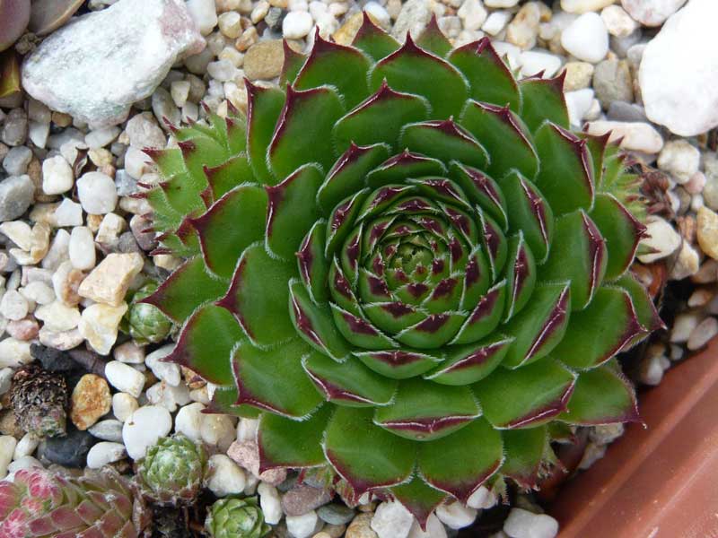marmoreum ssp. marmoreum (schlehanii)