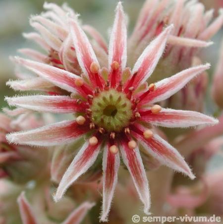 marmoreum ssp. reginae-amaliae from Mavri Petri