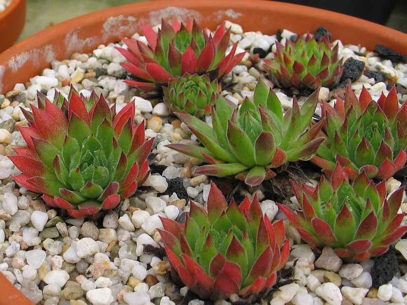 marmoreum ssp. reginae-amaliae (angustissimum)