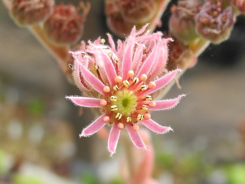 marmoreum ssp. reginae-amaliae (angustissimum)