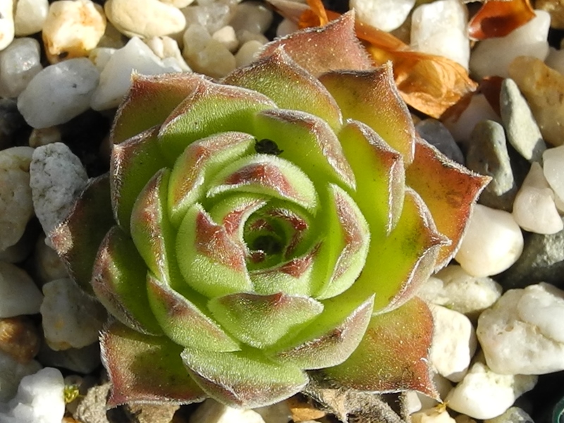 marmoreum ssp. marmoreum (assimile) from Domogled