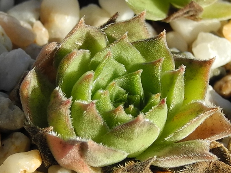 marmoreum ssp. marmoreum (assimile) from Domogled