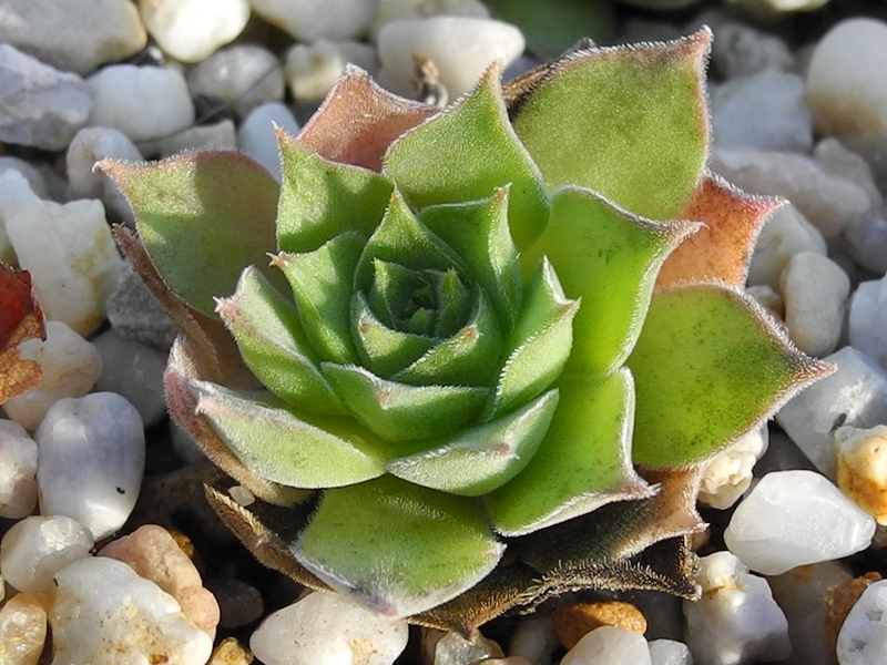 marmoreum ssp. marmoreum (assimile) from Domogled