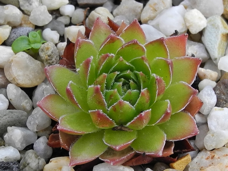 marmoreum ssp. marmoreum (dinaricum) from Orjensko sedlo