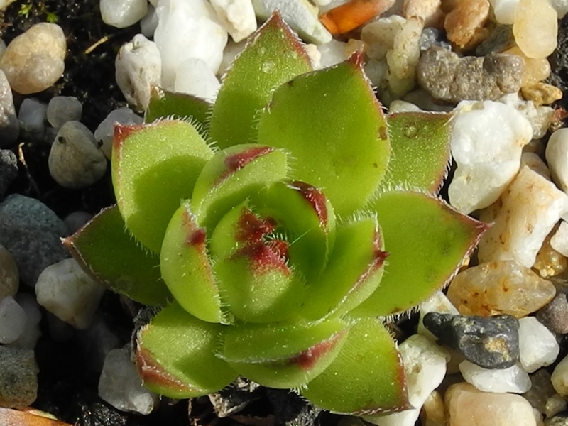 marmoreum ssp. marmoreum (dinaricum) from Orjensko sedlo