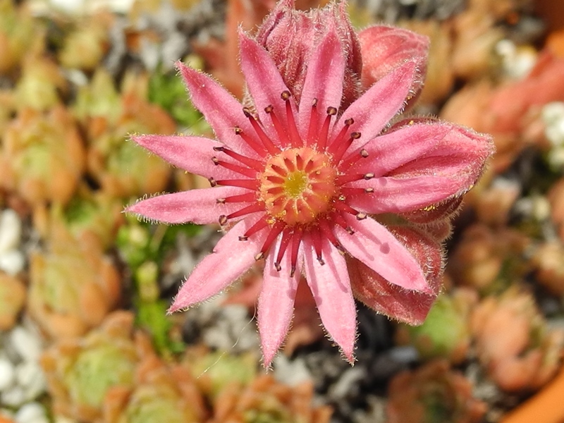 marmoreum ssp. erythraeum from Pirin
