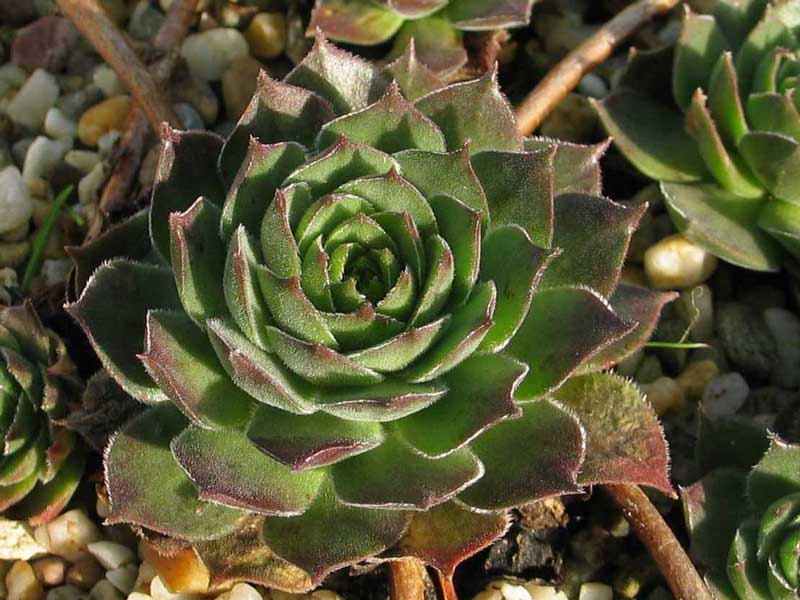 marmoreum ssp. matricum from Füzér