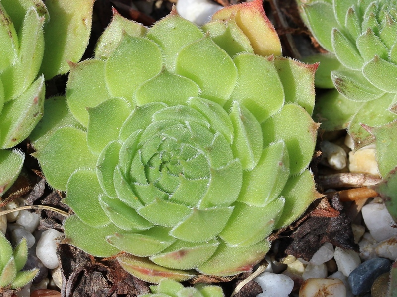marmoreum ssp. matricum from Füzér