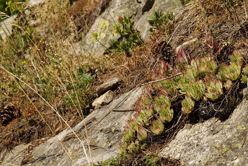 marmoreum ssp. marm. (assimile) cf. from Izvidnica, östl. Abhang