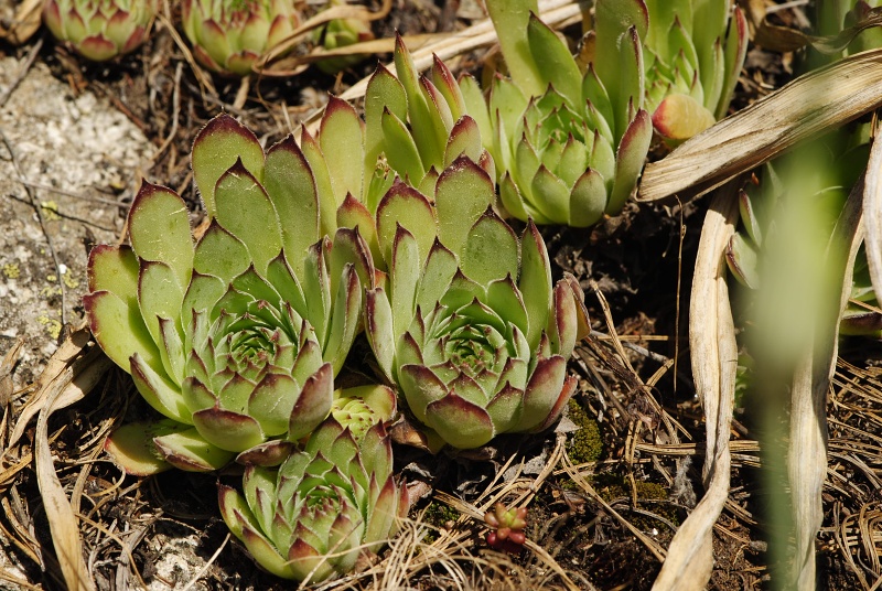 marmoreum ssp. marm. (assimile) cf. from Izvidnica, östl. Abhang