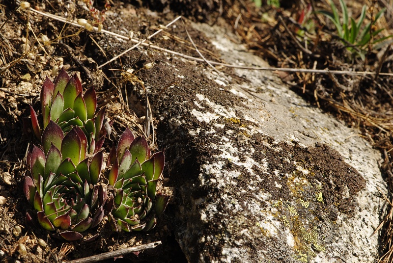 marmoreum ssp. marm. (assimile) cf. from Izvidnica, östl. Abhang