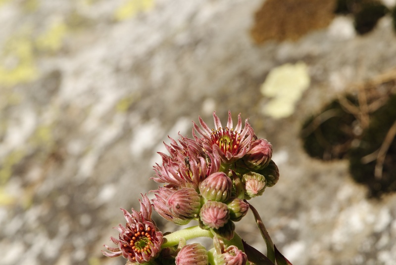 marmoreum ssp. marm. (assimile) cf. from Izvidnica, östl. Abhang
