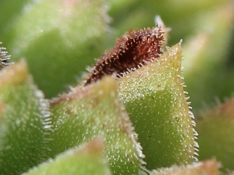 marmoreum ssp. reginae-amaliae (macedonicum) from Pepeljak